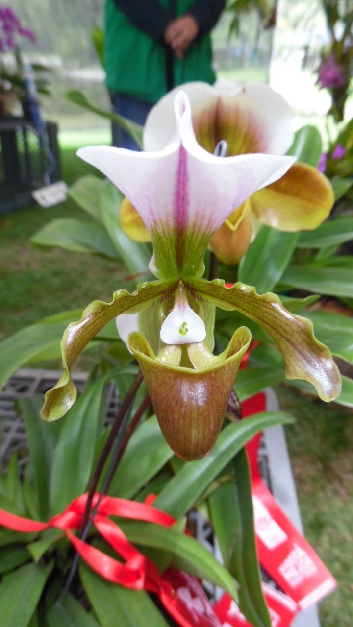 Orquidea