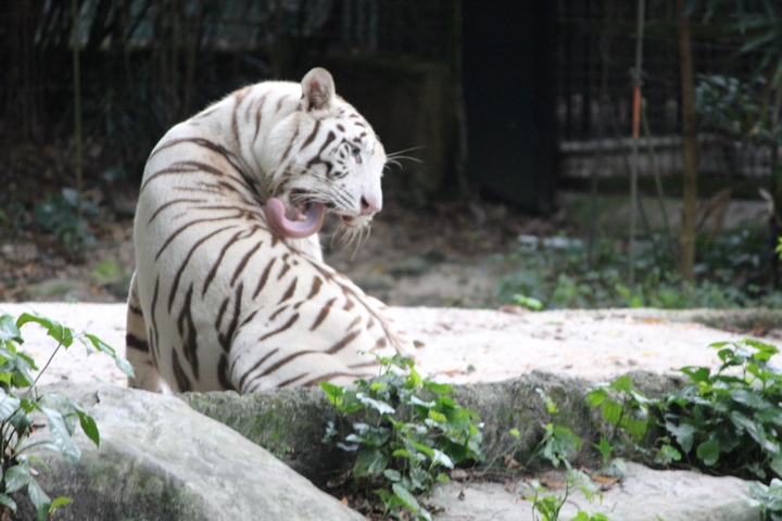 white tiger