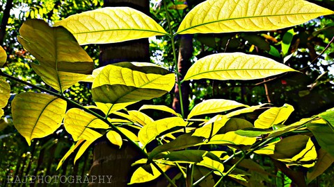 Mobile click