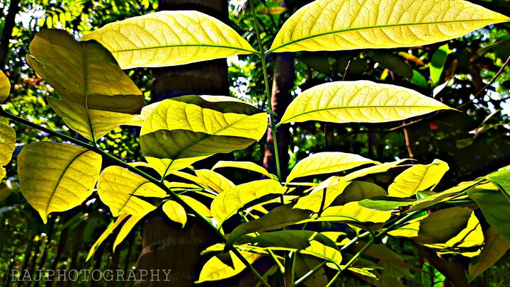 Mobile click