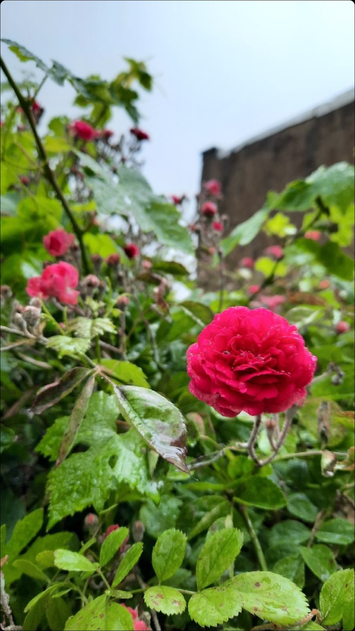 Roze