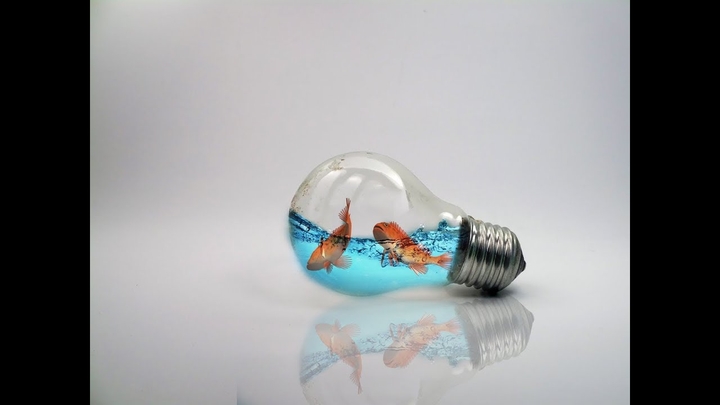 bulb aquarium