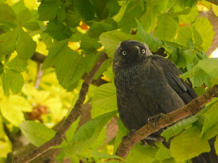 Wonderful Bird