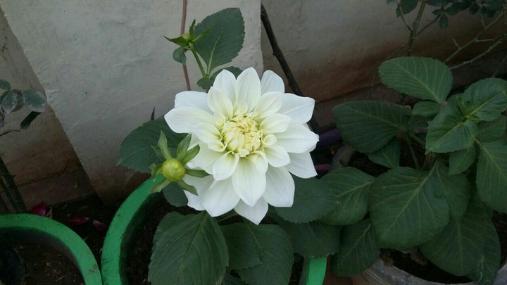 White Chrysanthemum