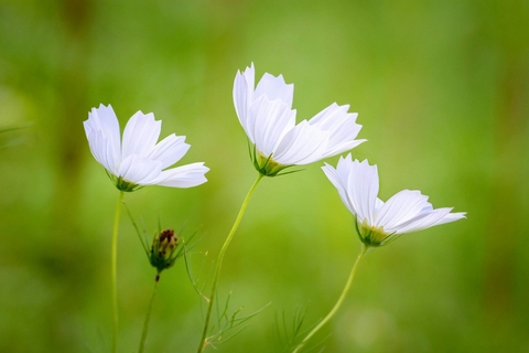 meadow, flora Hintergrundbilder