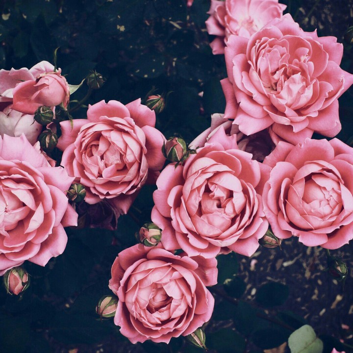 #love flowers