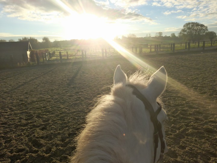 Horse and sunrise