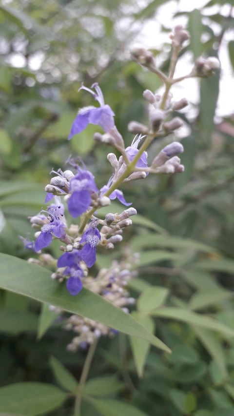 violet