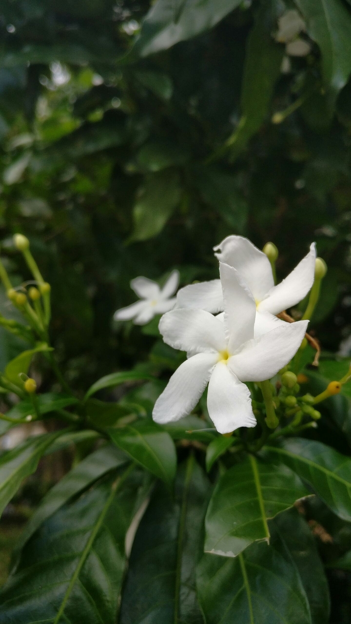 white flower