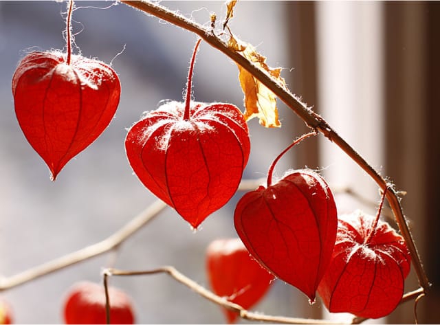 Chinese lantern
