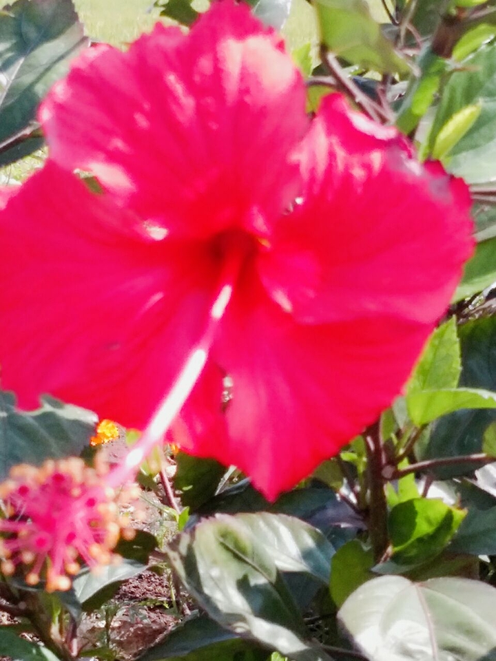 hibiscus 