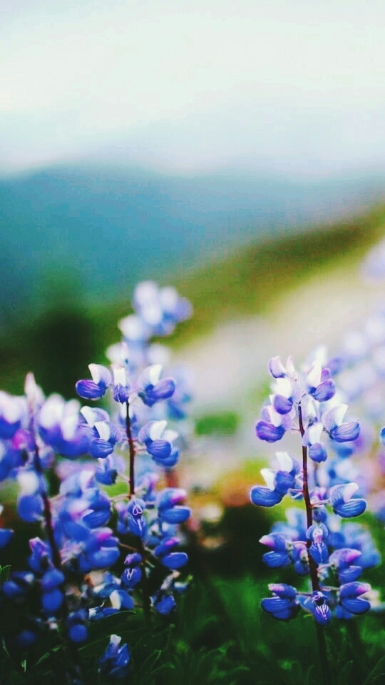 Beautiful Flowers Pic