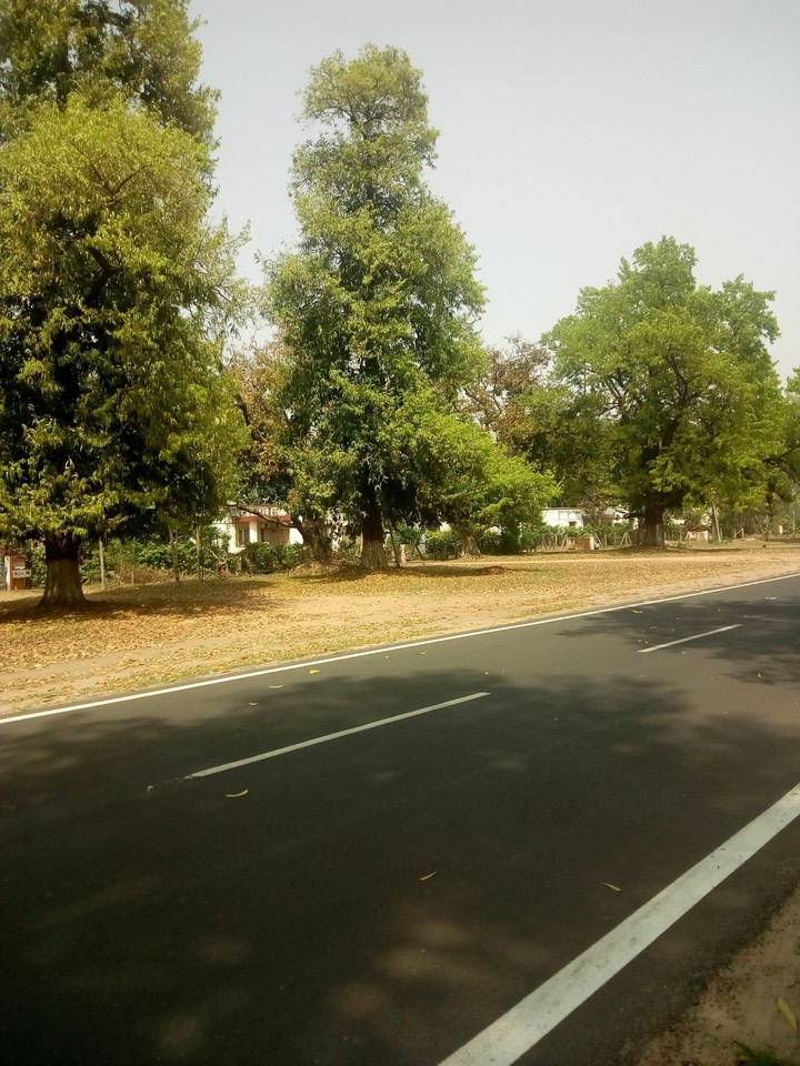 tree