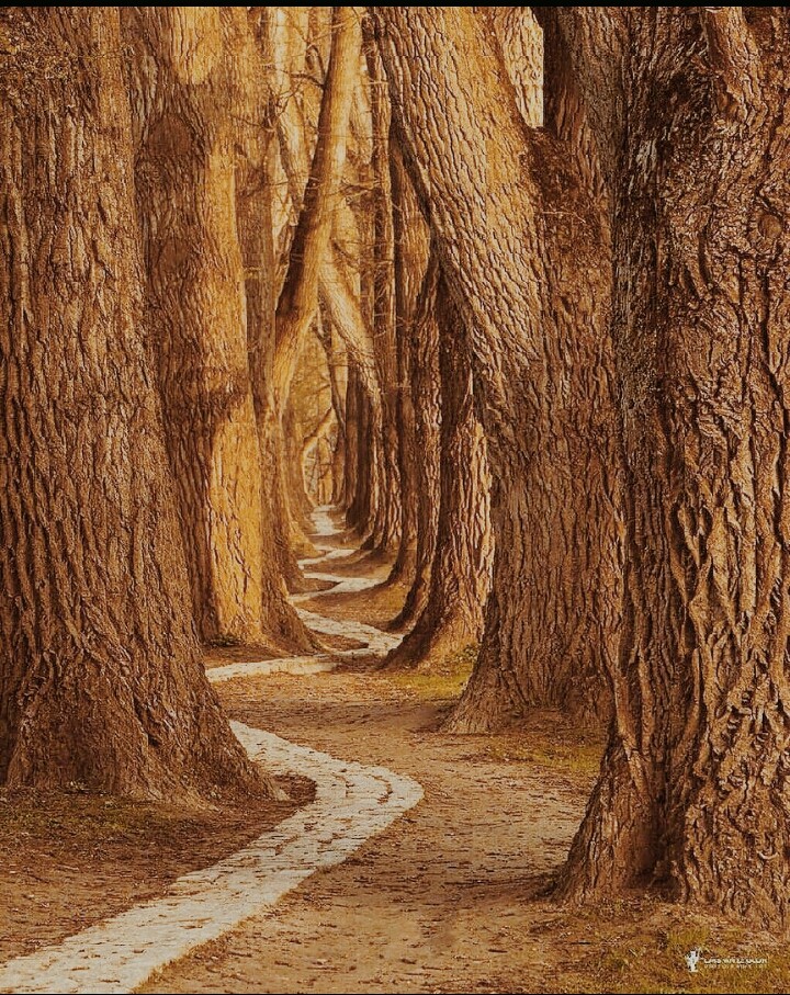 woods