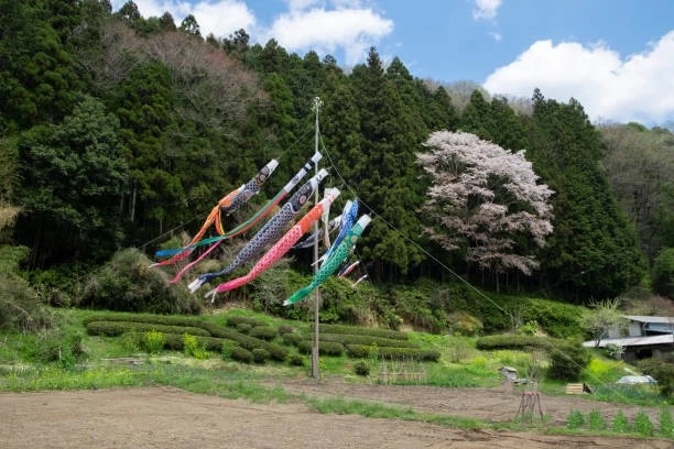 tea field, cherry blossoms, carp streamers