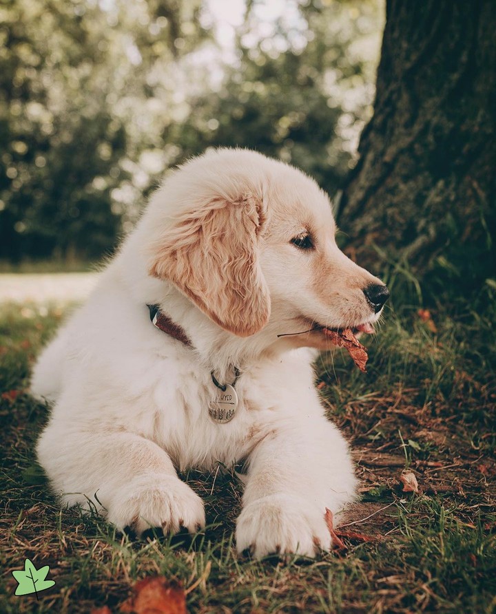 retriever