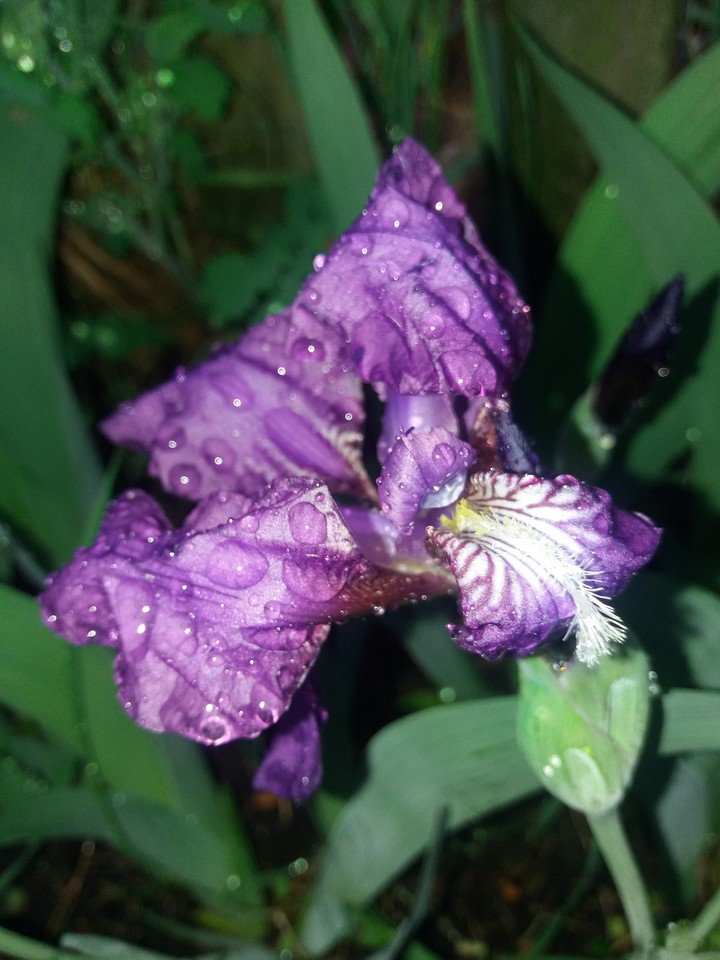 Iris