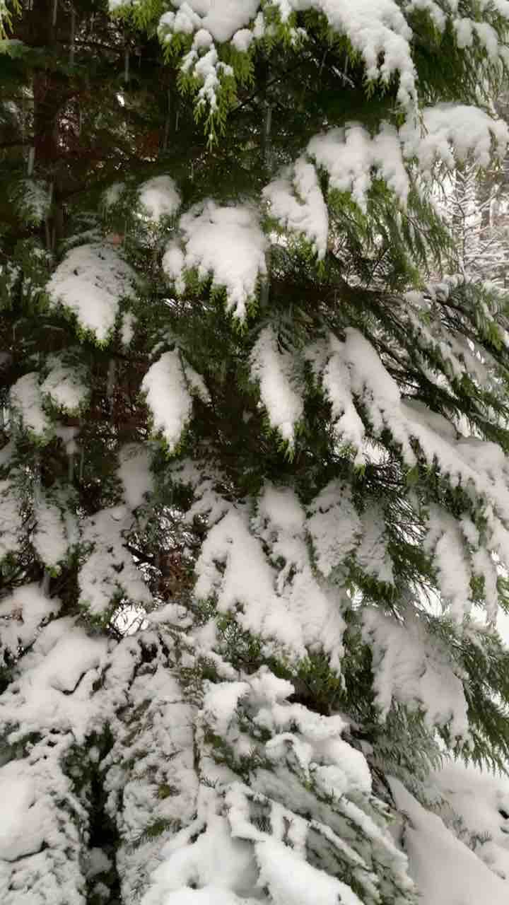 Fir tree falling snow