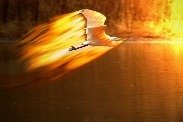 bird