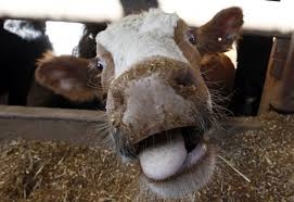cow