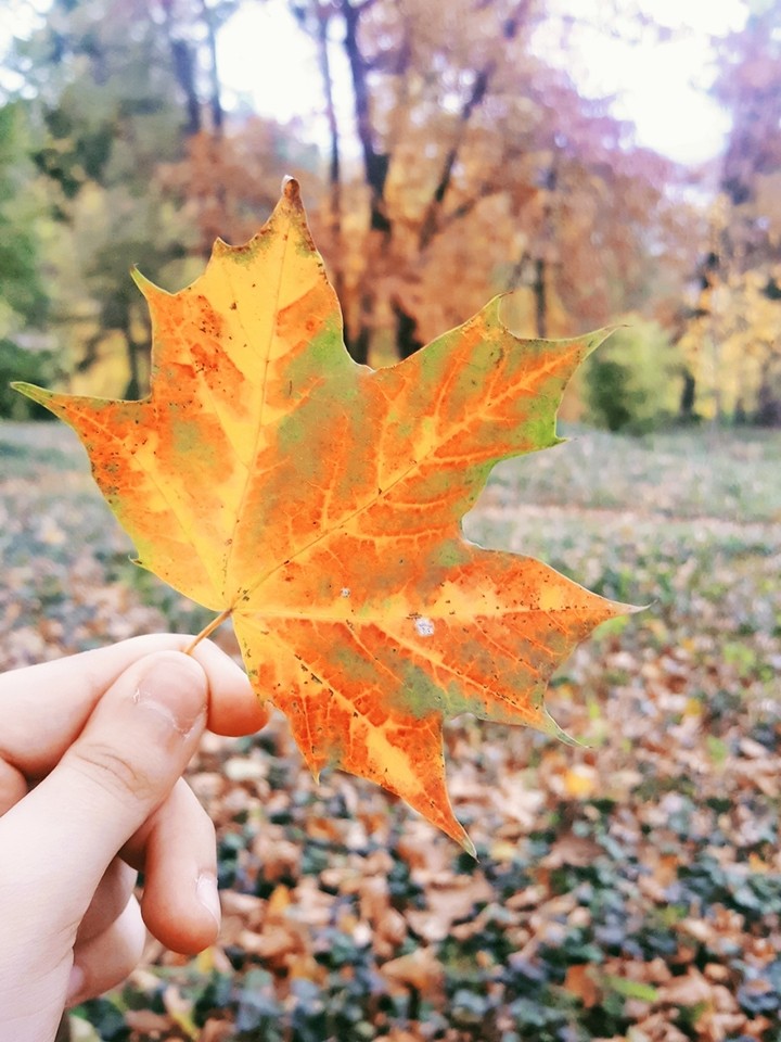 Wald