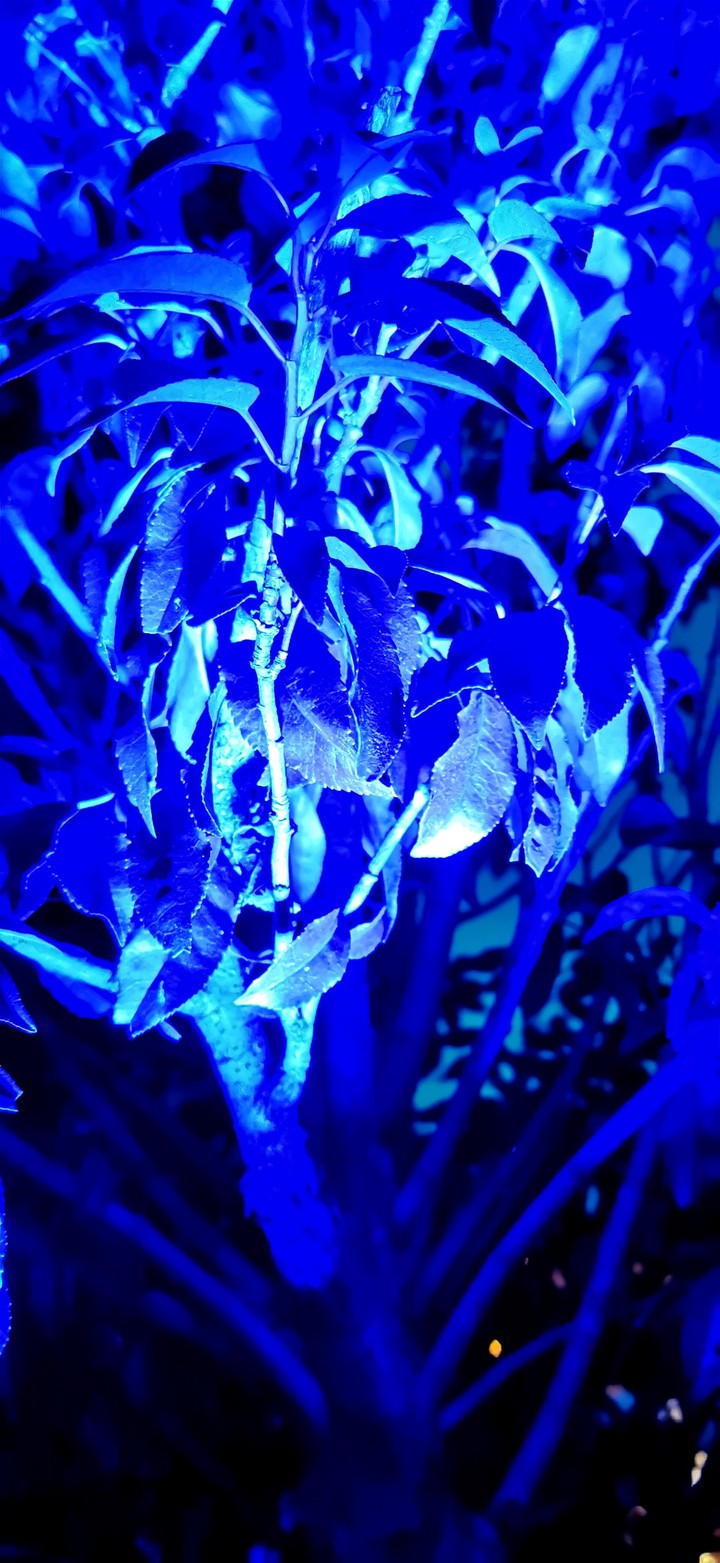 blue blau