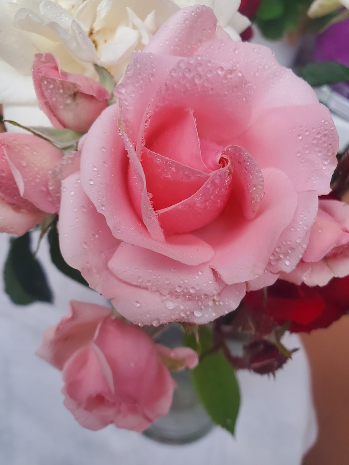 My Rose