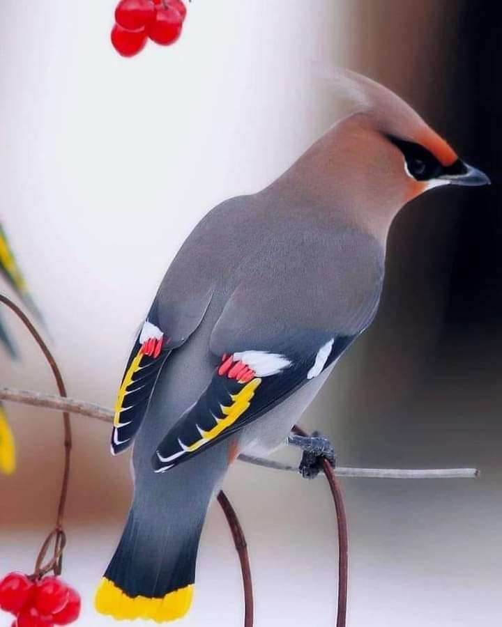 Bird