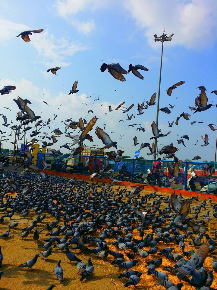 Birds