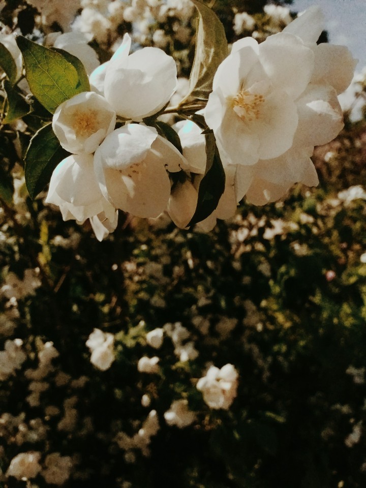 manifique arbre a fleurs blanche