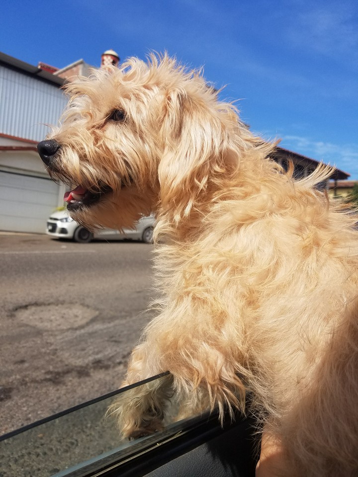 Dog en civilización