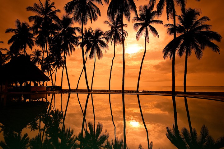 palm trees