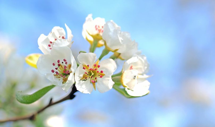 apple blossoms