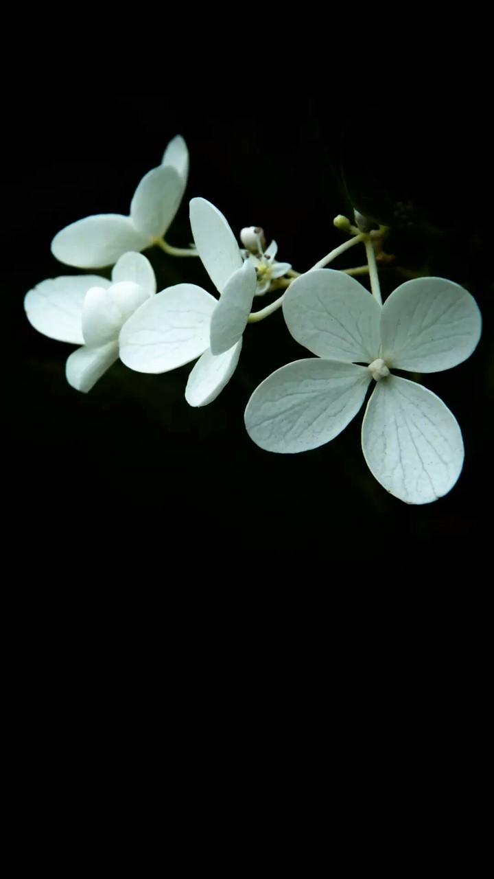 flower's