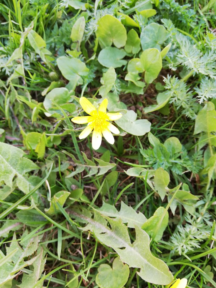 Strange flower