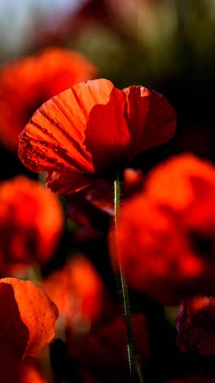Coquelicot.
