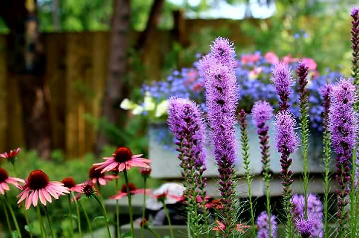 Colorful garden