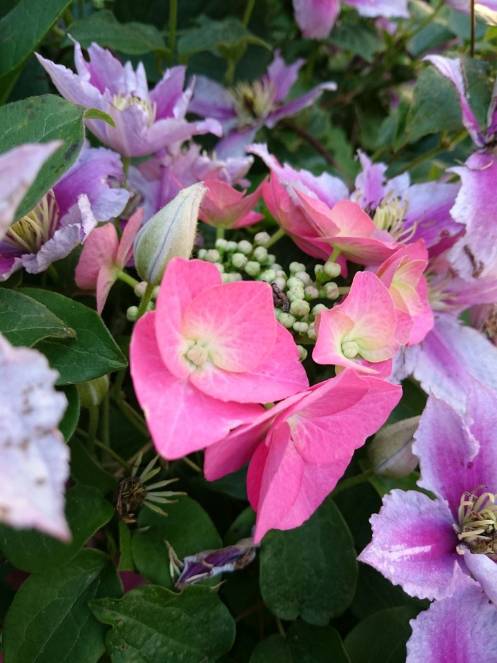 Clematis mit Hortensie