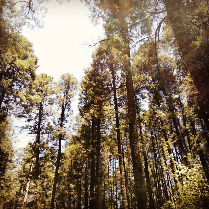 Bosque