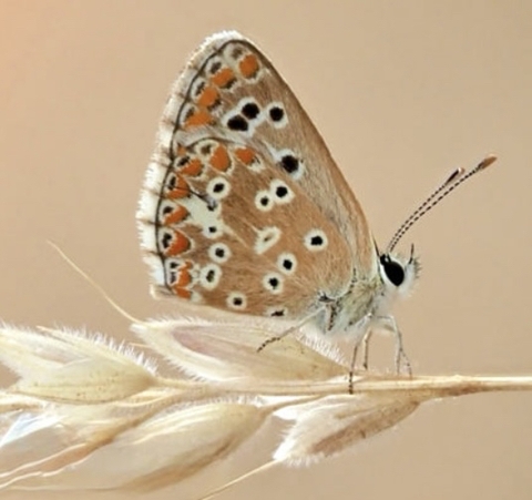 sfondi polyommatus, butterfly