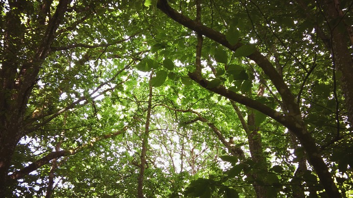 I took this photo in my favourite forest...