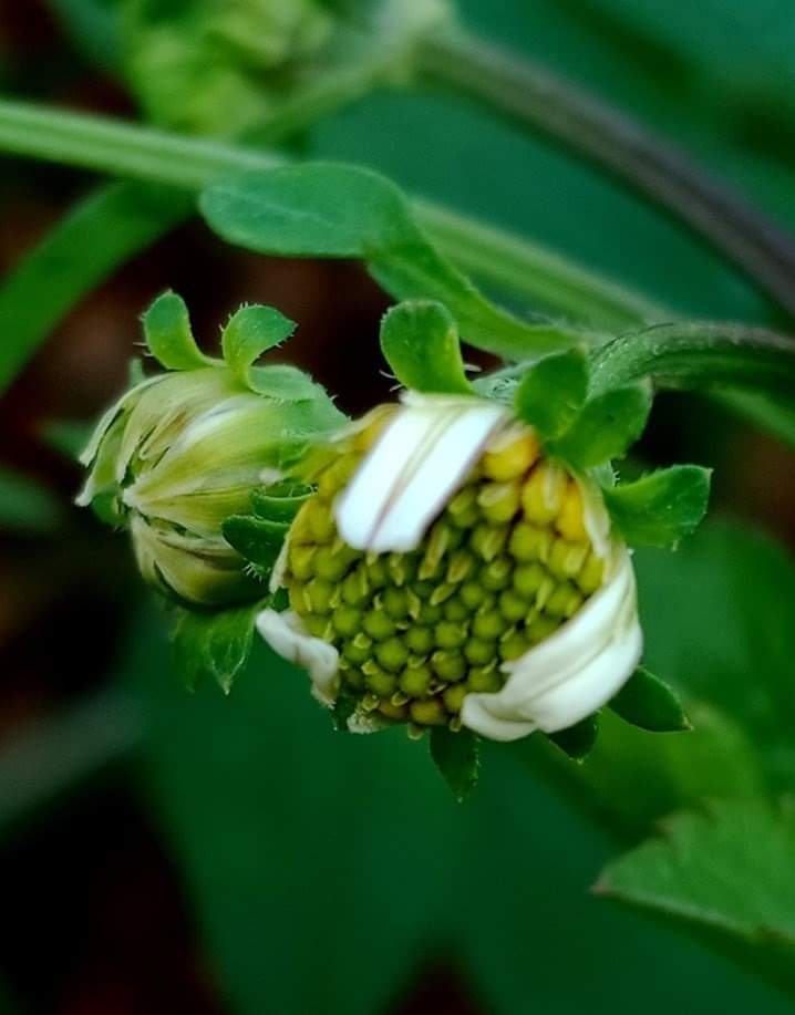 Wildflower