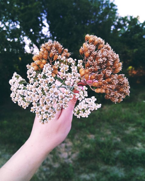 Flowers in the hands