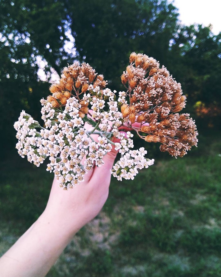 Flowers in the hands