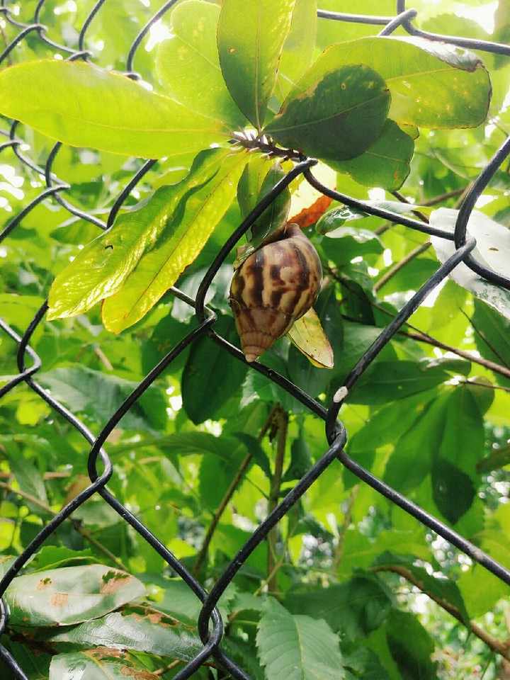 Snails and apricot trees in Vietnam.