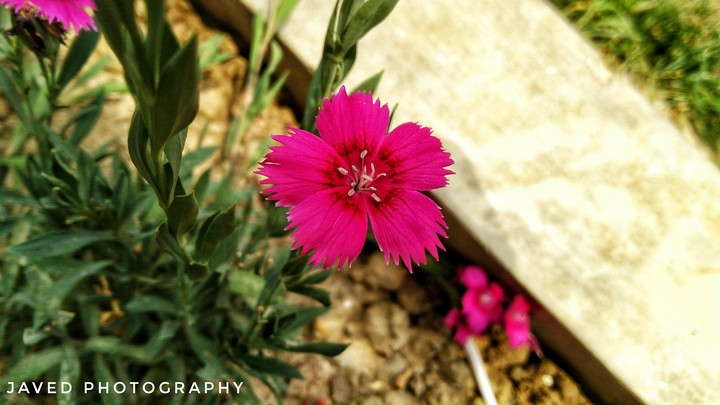 Flowers ❤