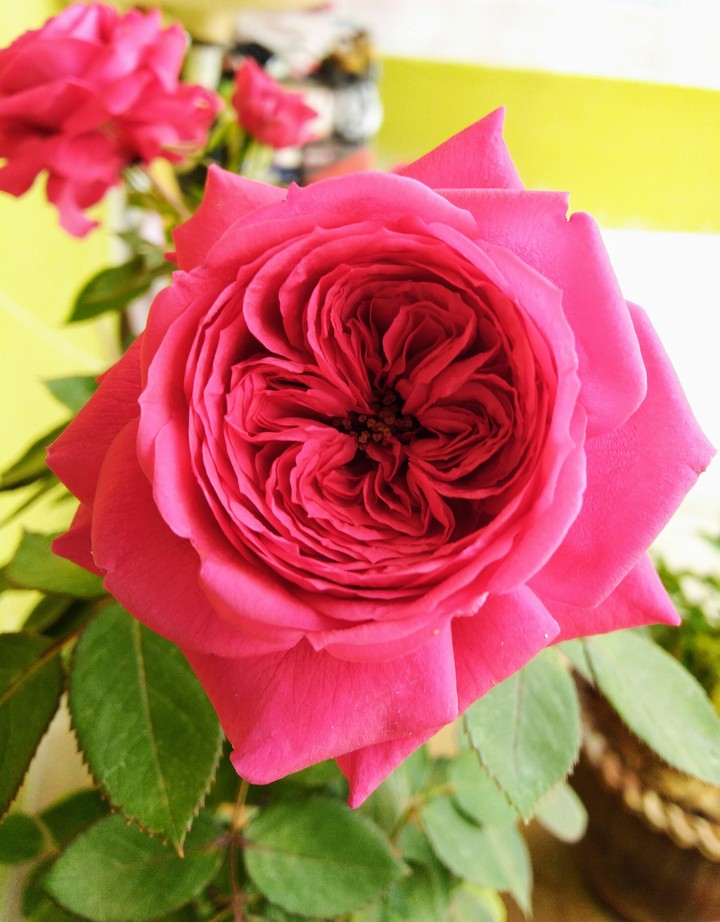 Deep Pink Rose