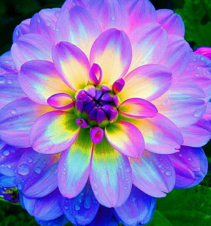 color flower