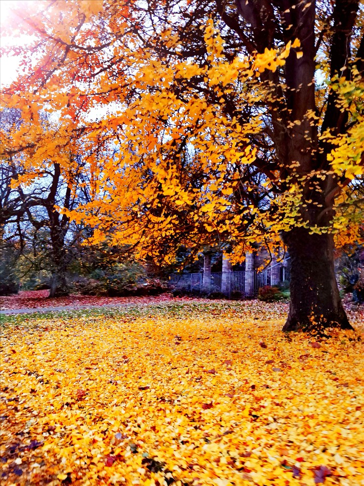 #herbst #dortmund #deutschland #loveFotos #naturelovers #bes
