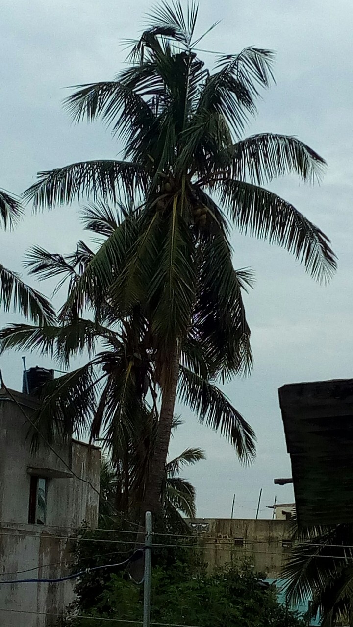 Coconut tree